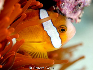 Clown fish by Stuart Ganz 